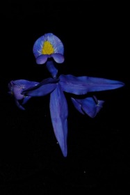 Gumpaste Dutch Iris