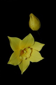Gumpaste Daffodil with Bud